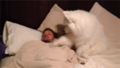 狗狗为何喜欢守着睡觉的主人原来是这些原因