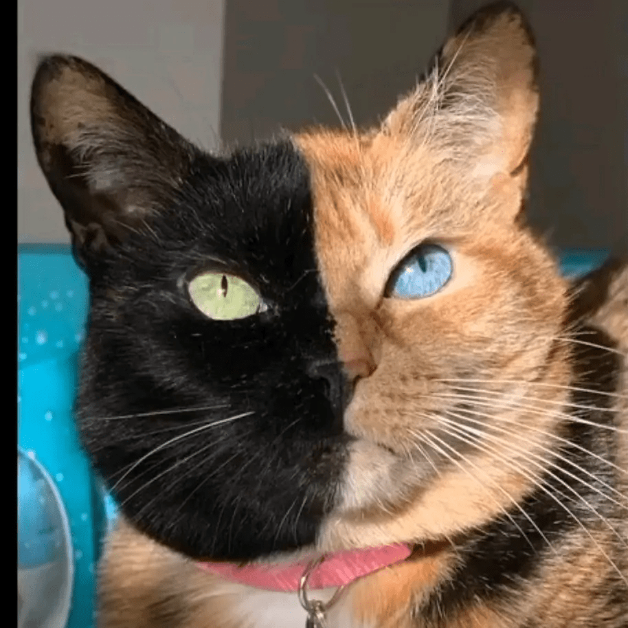 嘿这里是巴基斯坦