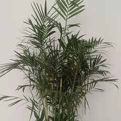 小柒战争剧