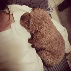 可乐的萌宠之家