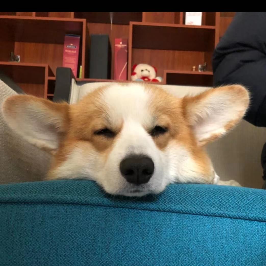 这只有尾巴的柯基