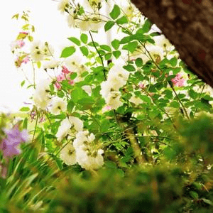 双鱼的小可爱音乐厅