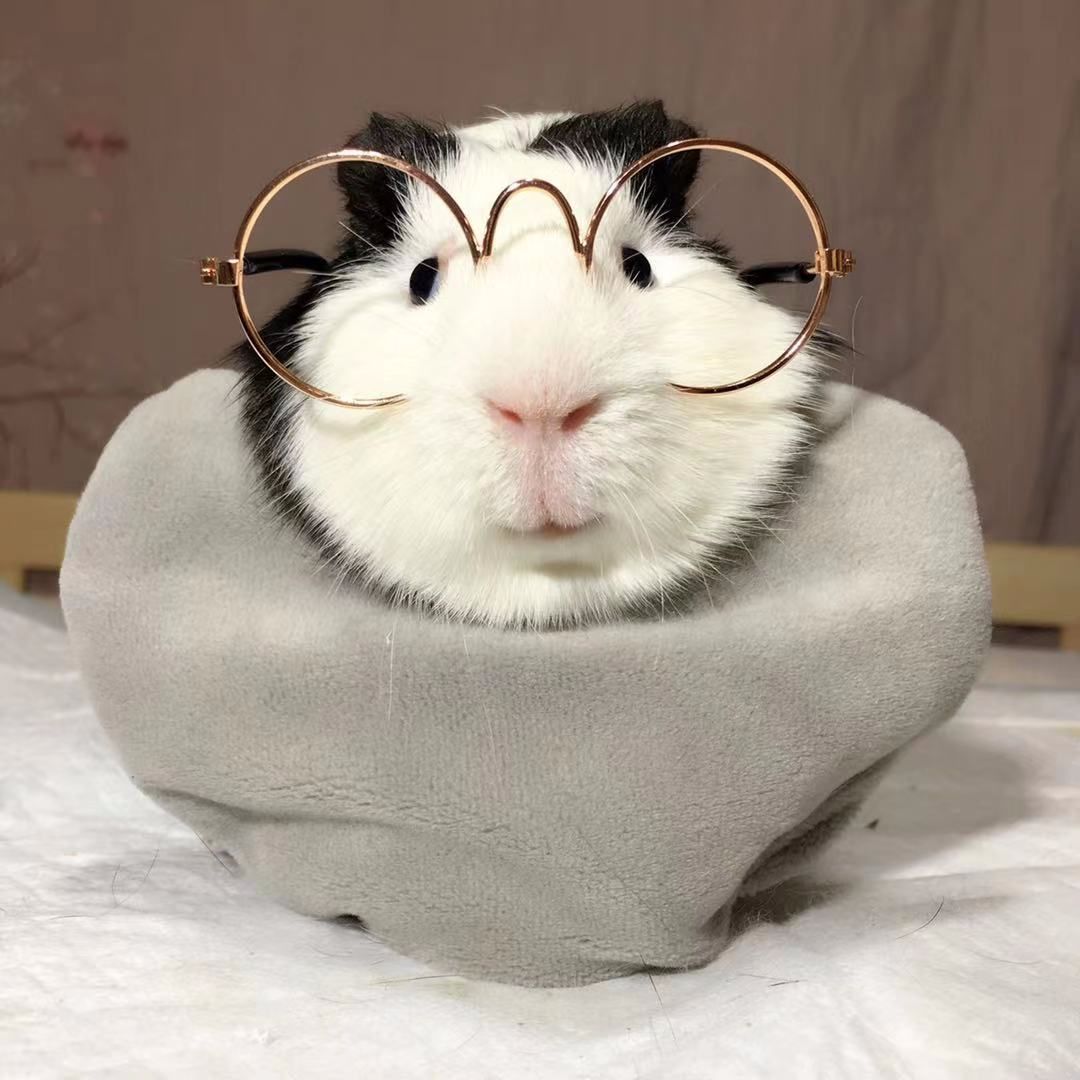 萌萌宠小猪猪