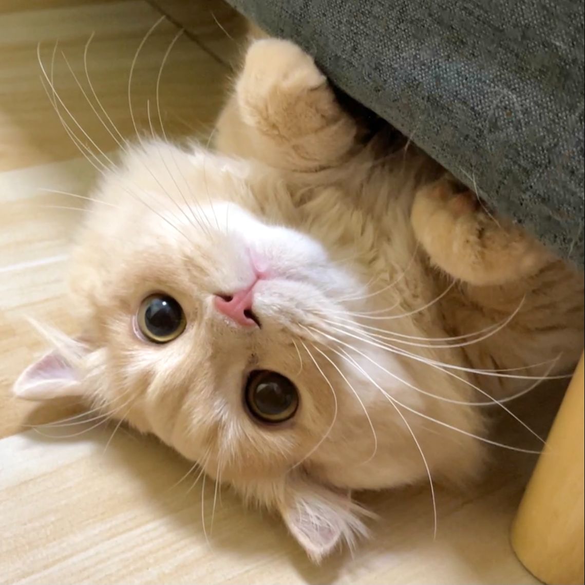 椰子是个矮脚猫