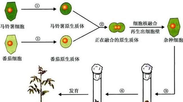 马铃薯嫁接番茄技术图片