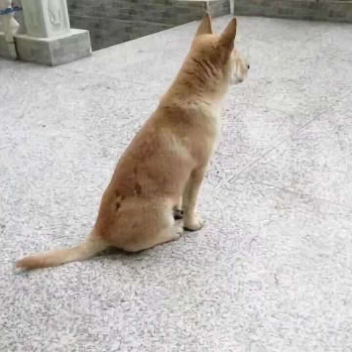 科技小寒