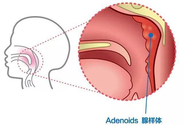 嘴器官图片