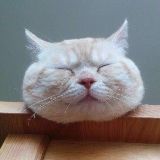 Orange小陈