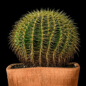 土豆的音乐秘密