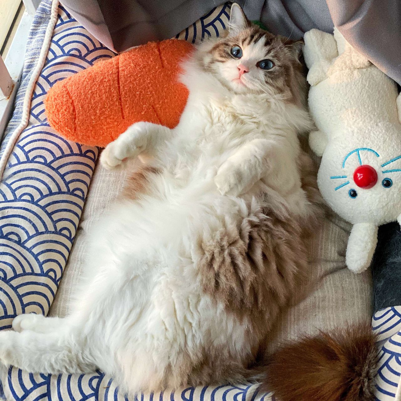 彭灯灯是只猫