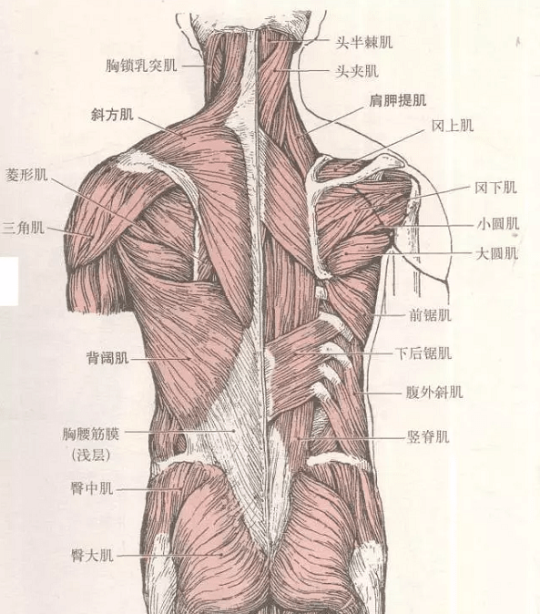 背部肌肉详细图解图片