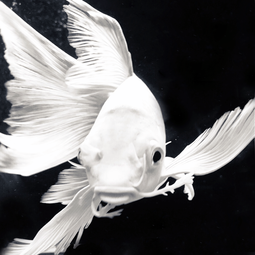 爱养鱼的大刘刘