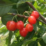 新品种果树种植技术