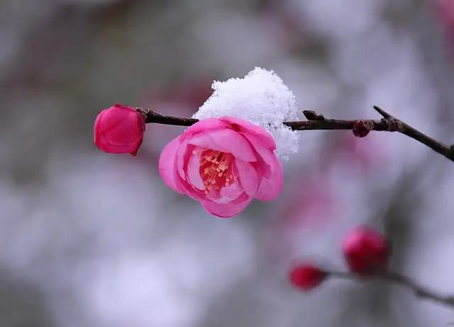 雪落寒风起孤村犬吠纷