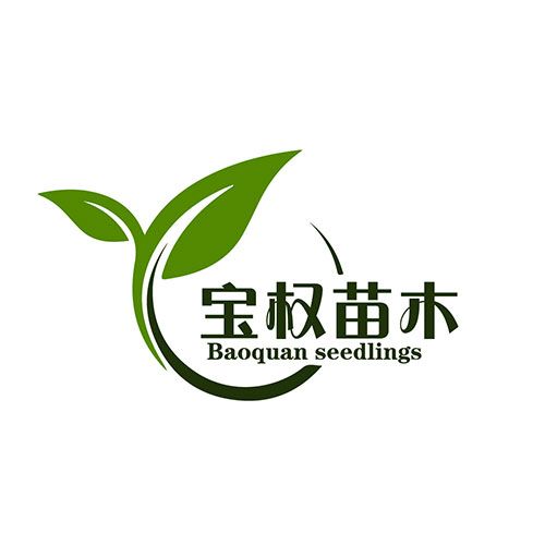 宝权葡萄苗木