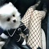 有啤酒肚的小仙女