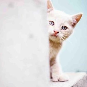 看电影的大明明