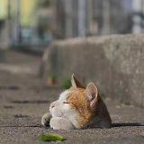 情感捕手小喵喵