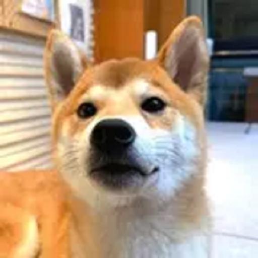 大正正的逗乐