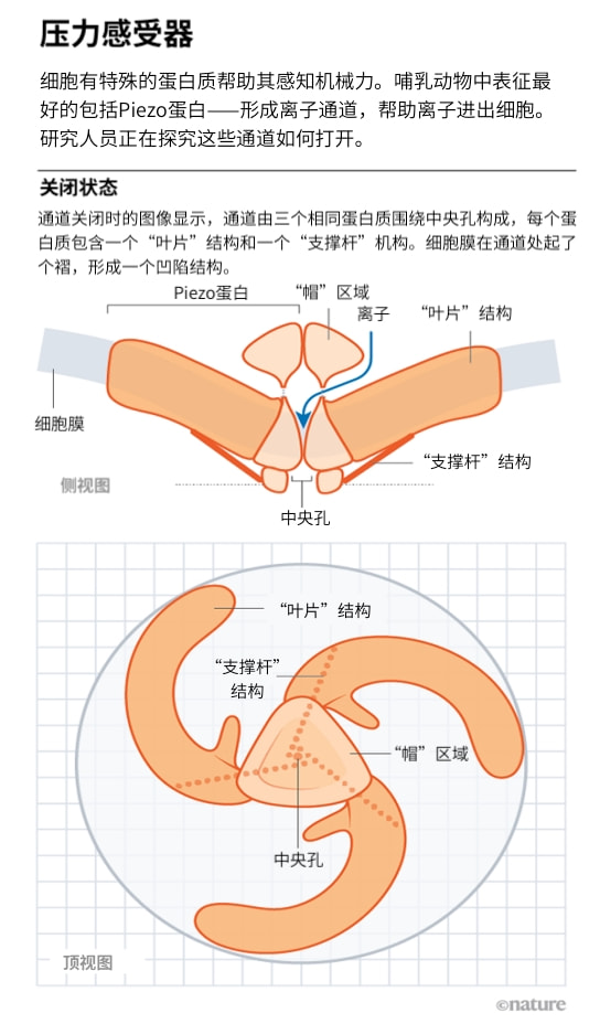 触觉结构图片