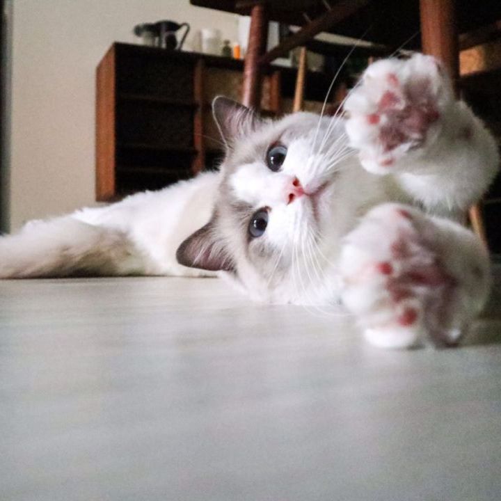 喵喵的小屋巴士