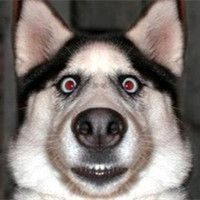 不变的热爱传奇君