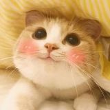 肥猫乱说球