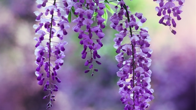 紫藤花的特点图片