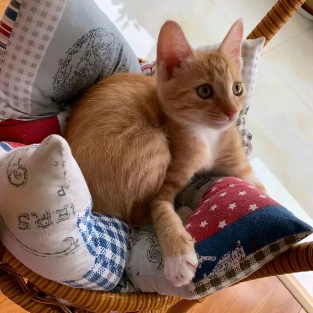 依家的橘猫