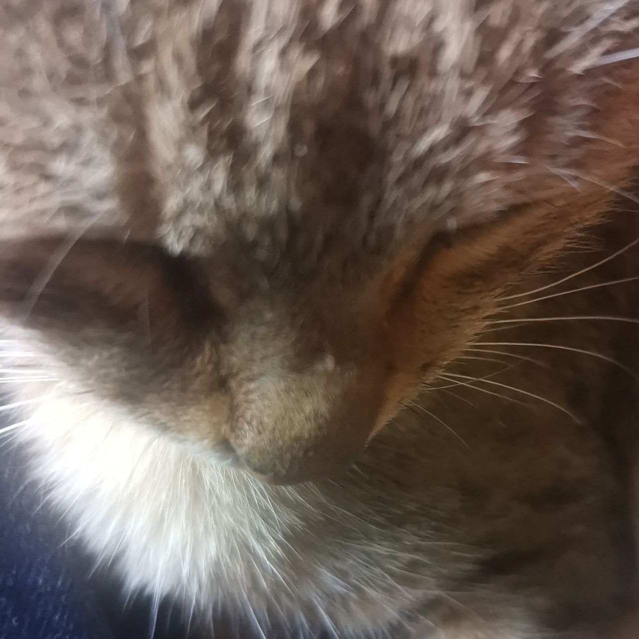 滇缅动植物拍摄