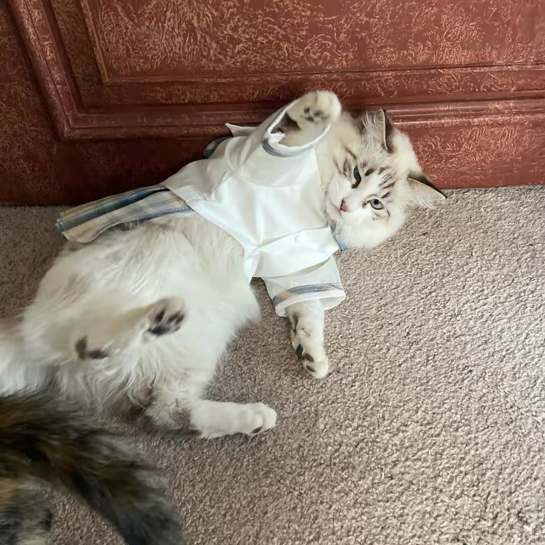 一本正经的侯主任任