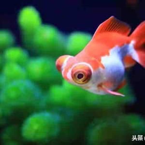 宠物养鱼人