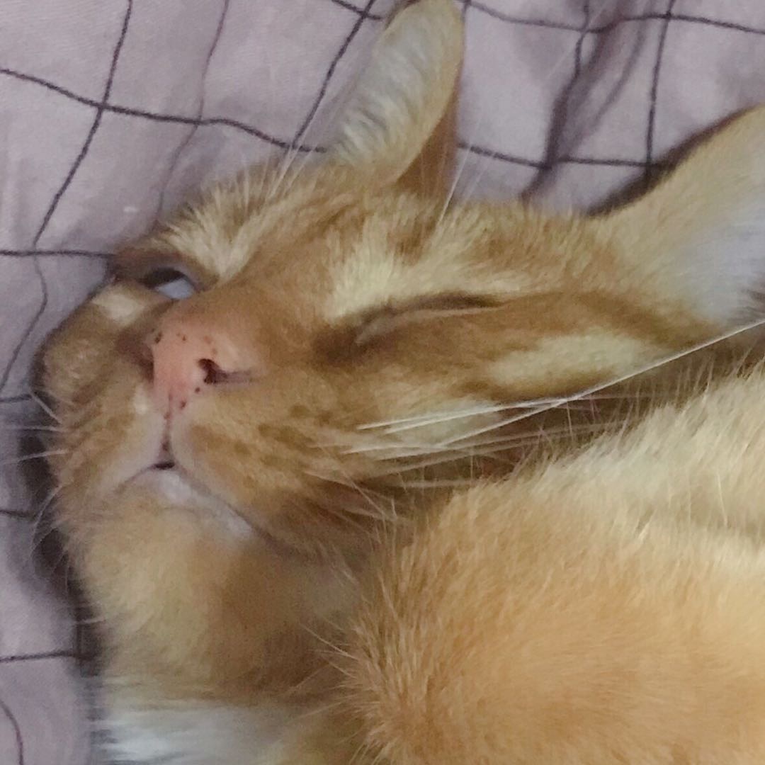 有猫陪伴的夜晚