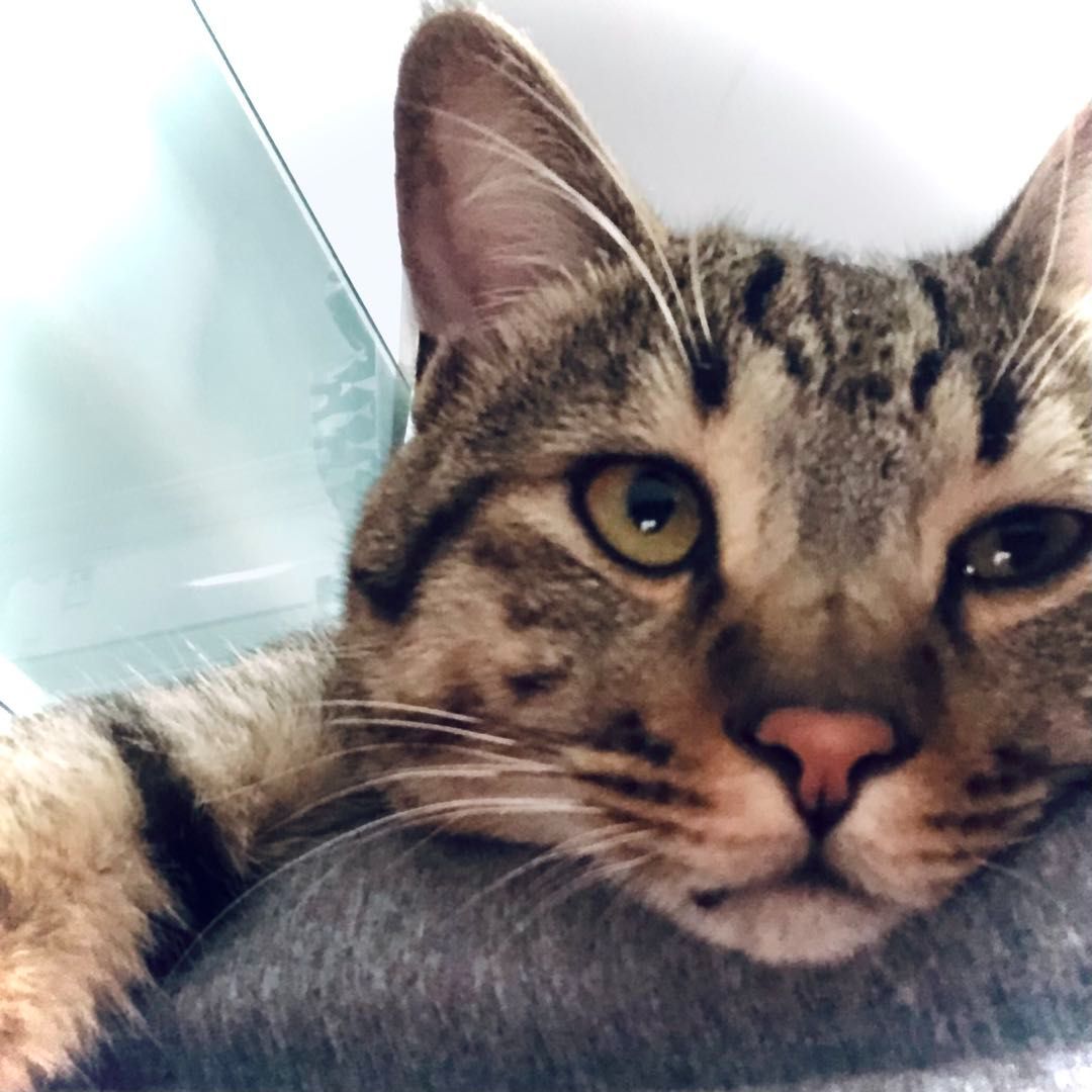 边学设计边铲屎