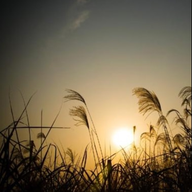 郭襄不爱张君宝