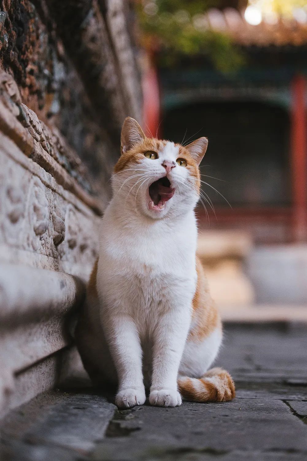 鳌拜猫故宫图片