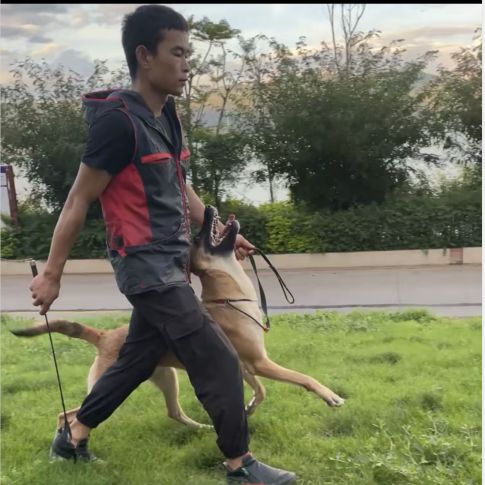 德魔尔飞源训犬俱乐部