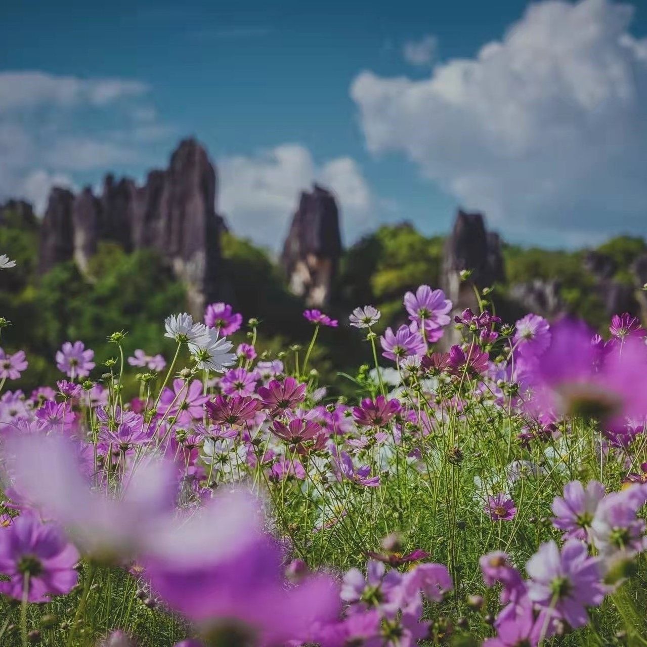 云南石林小彩霞