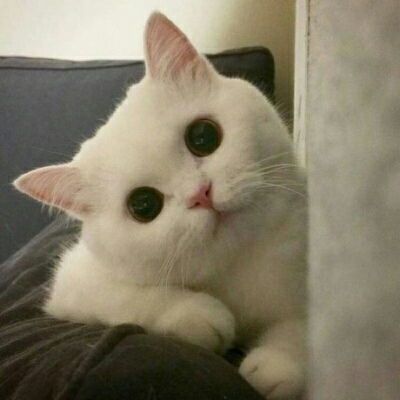 悠然宠物日记