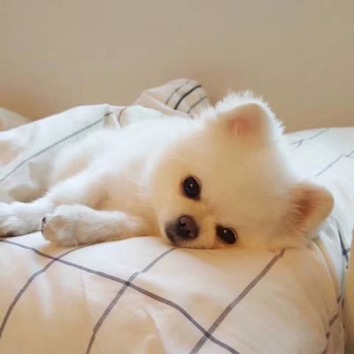 阿丽聊萌宠