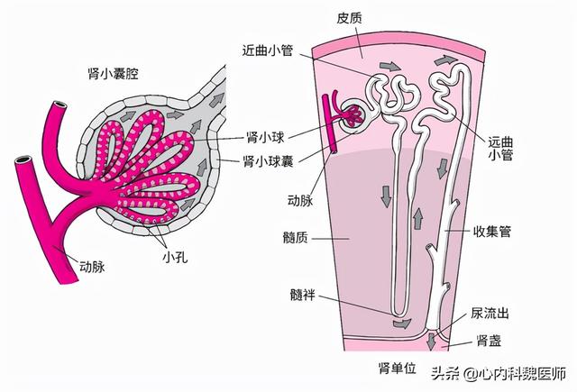 肾间质示意图图片