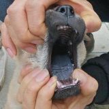 农村晓兵贵州下司犬