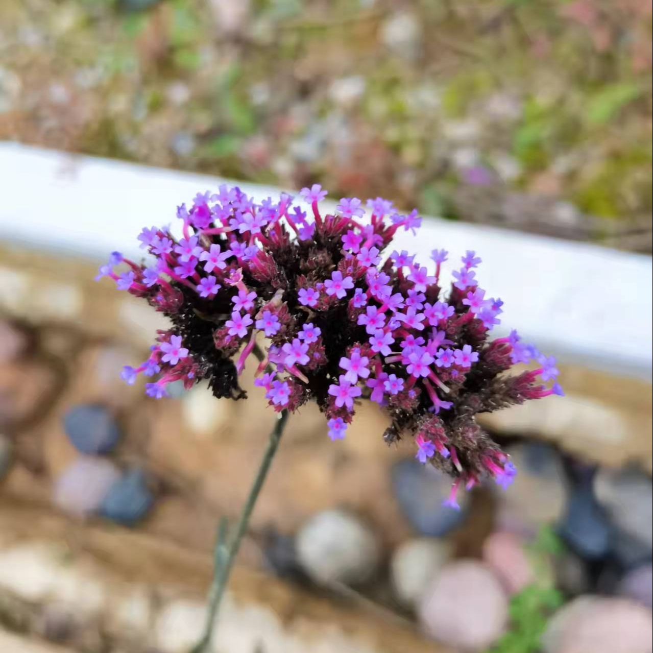 今日植物