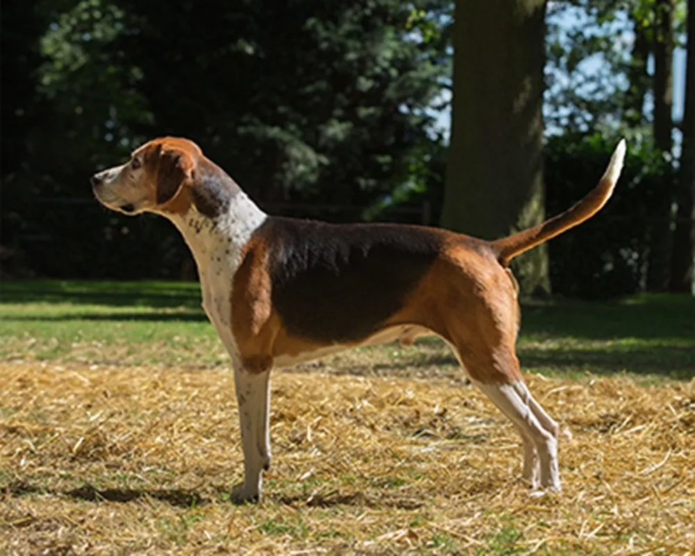 英国犬种图片大全图片