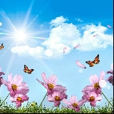 低吟浅唱的花儿