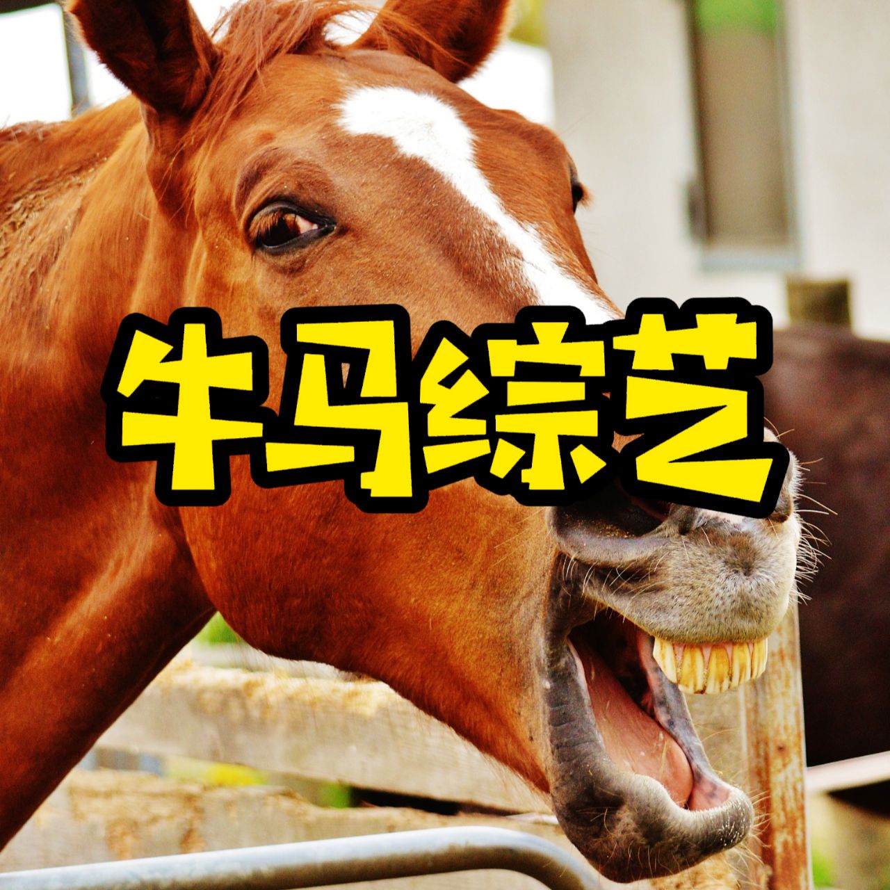 牛马综艺