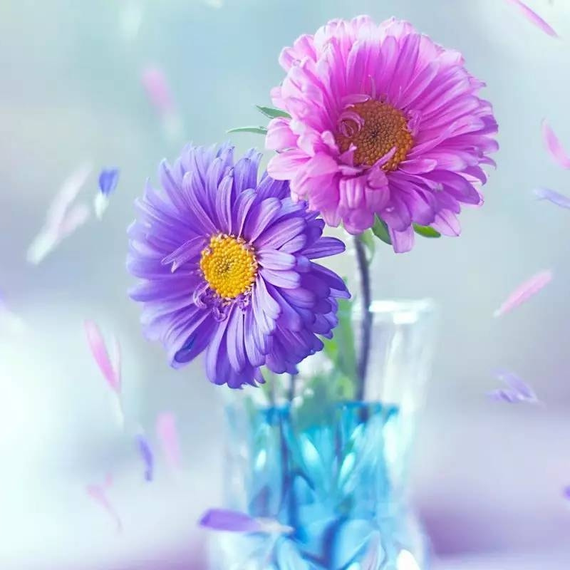 章鱼丸子小姐姐