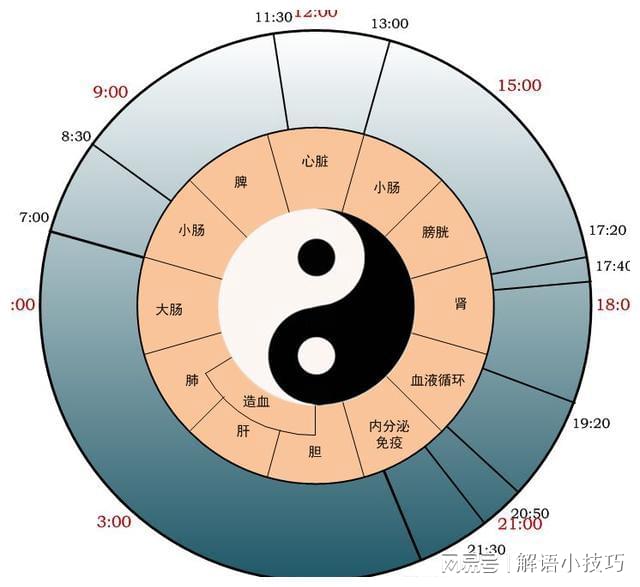 器官24小时工作图表图片