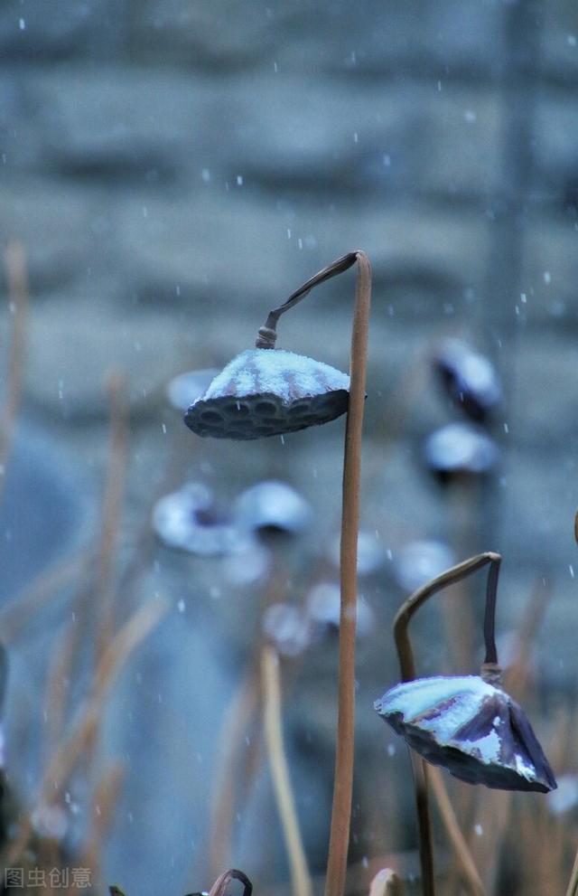 落雪意境图片