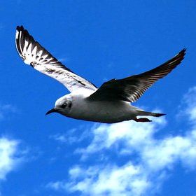 Flybird
